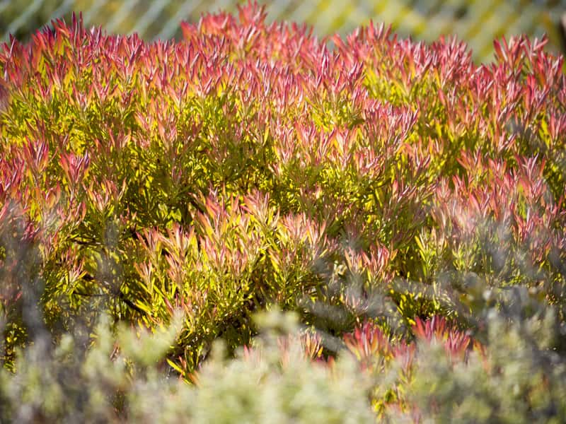 Fynbos-Strauch mit rot und gelb leuchtenden Blättern