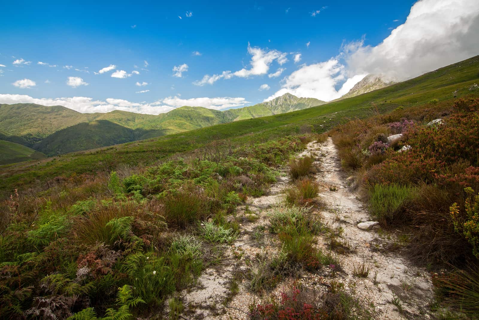 Wanderpfad durch blühenden Bergfynbos unter Wolken