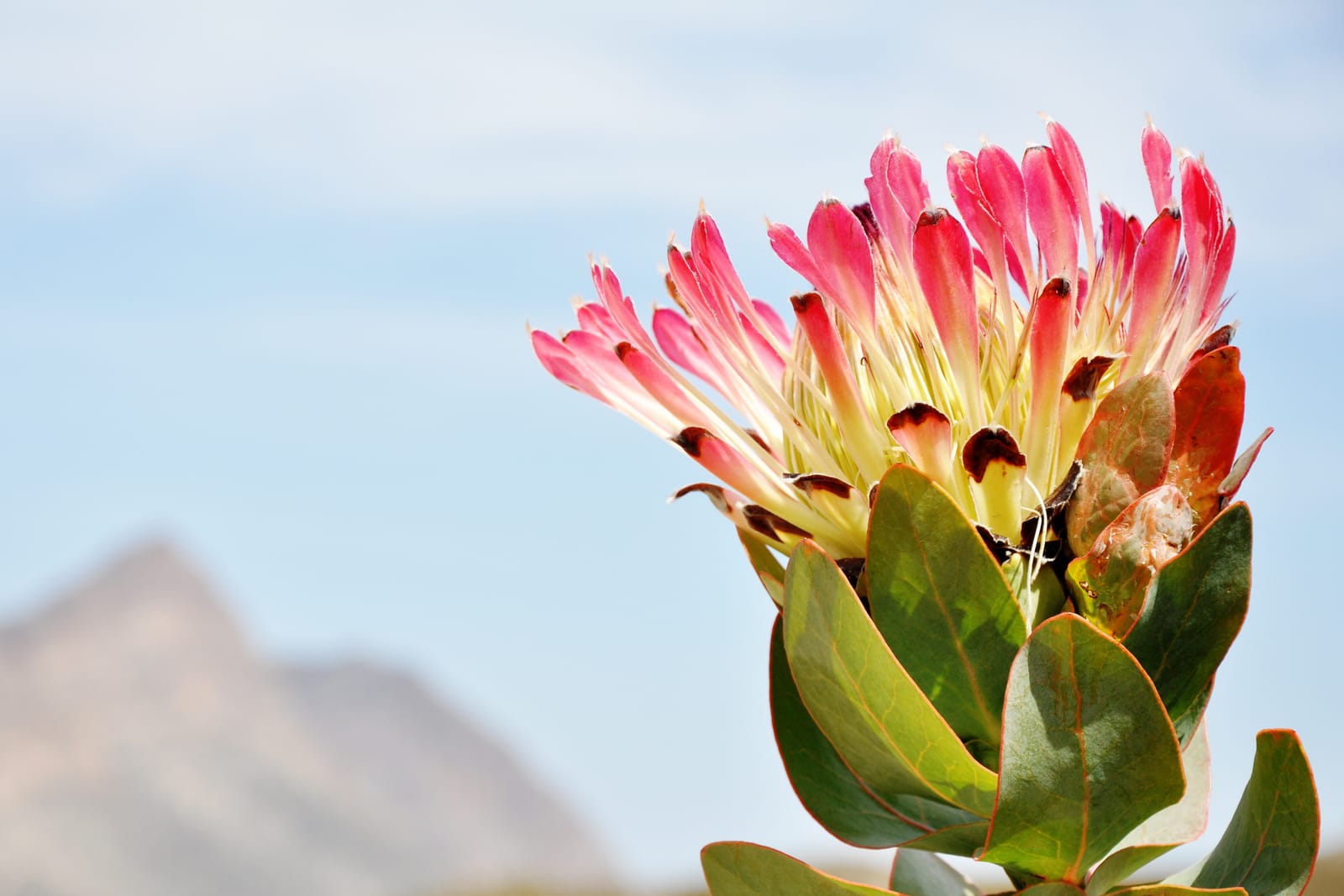 Rosa Protea-Blüte vor unscharfem Berggipfel